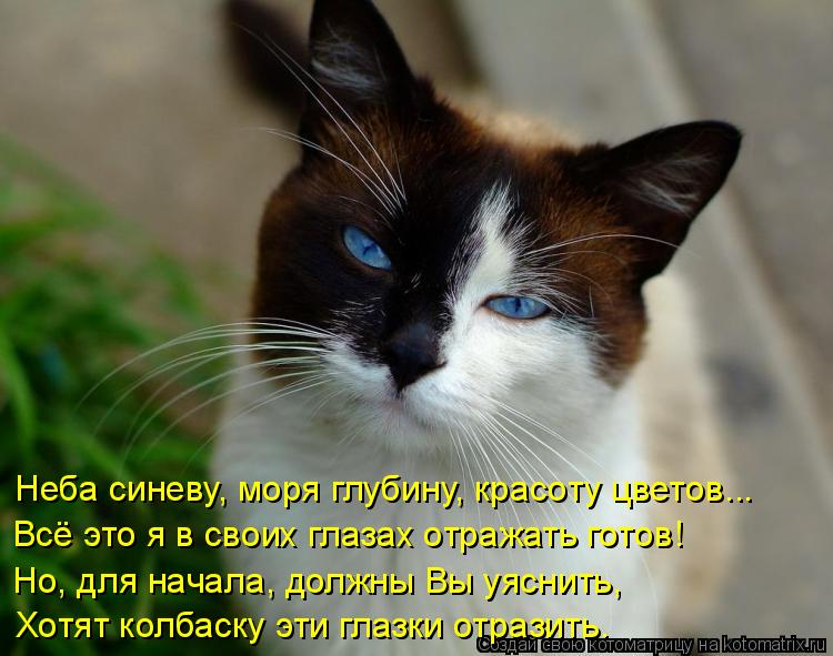 Котоматрица: Неба синеву, моря глубину, красоту цветов... Всё это я в своих глазах отражать готов! Но, для начала, должны Вы уяснить, Хотят колбаску эти гла