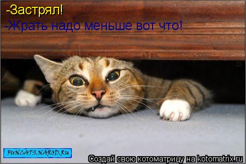 Котоматрица: -Застрял! -Жрать надо меньше вот что!