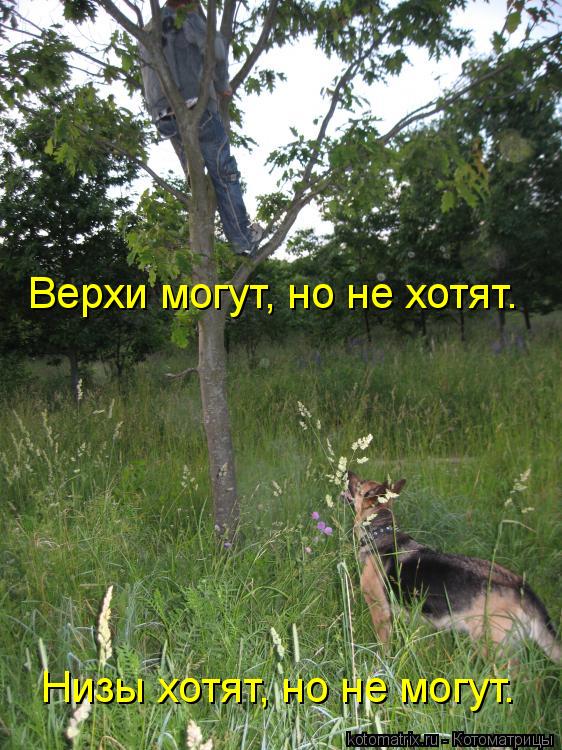 Котоматрица: Низы хотят, но не могут. Верхи могут, но не хотят.