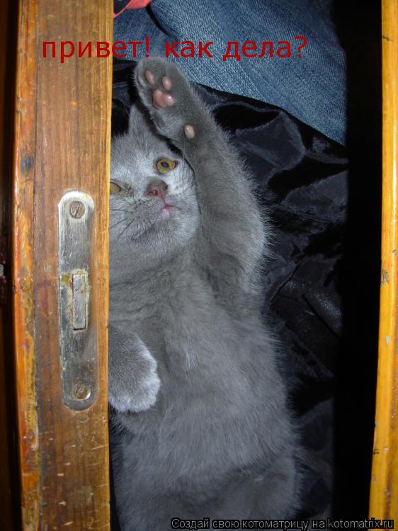 Котоматрица: привет! как дела?