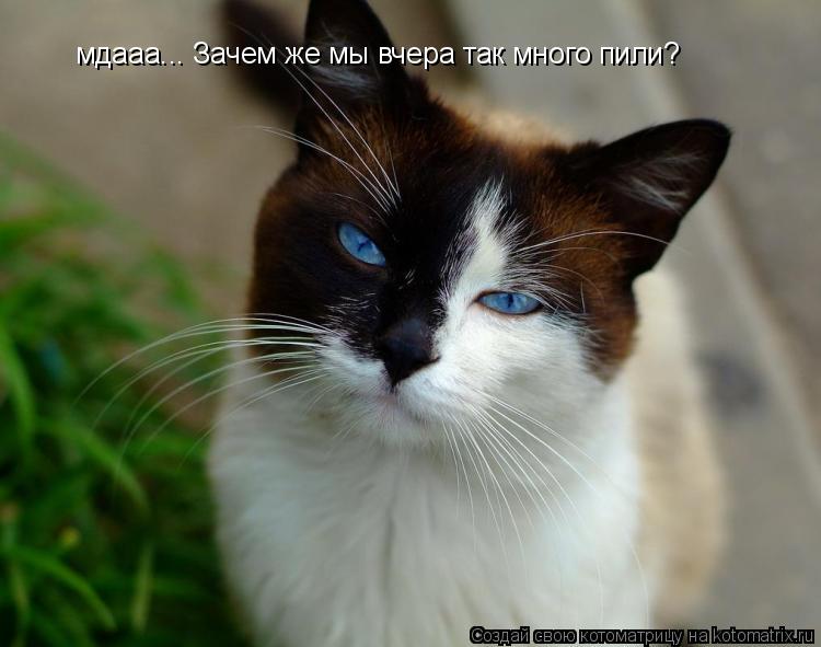 Котоматрица: мдааа... Зачем же мы вчера так много пили?