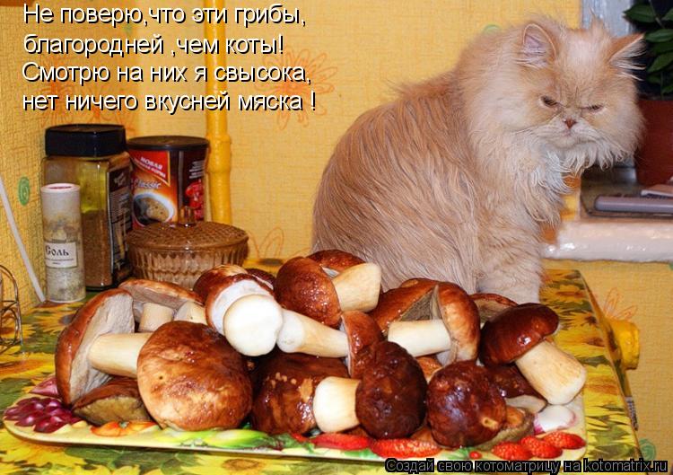 Котоматрица: Не поверю,что эти грибы, благородней ,чем коты! Смотрю на них я свысока, нет ничего вкусней мяска !