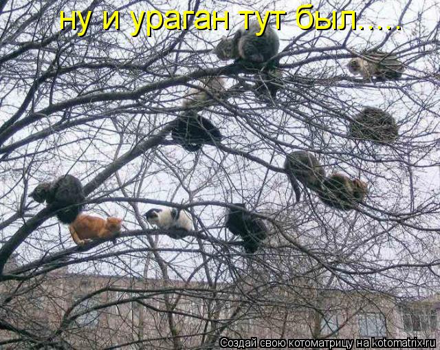 Котоматрица: ну и ураган тут был.....