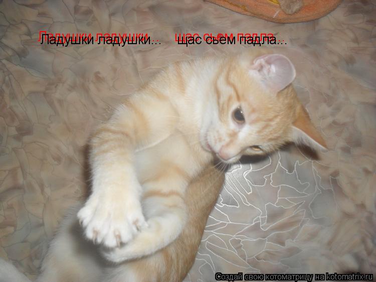 Котоматрица: Лдушки ладушки  Ладушки ладушки...    щас сьем падла... Ладушки ладушки...    щас сьем падла...