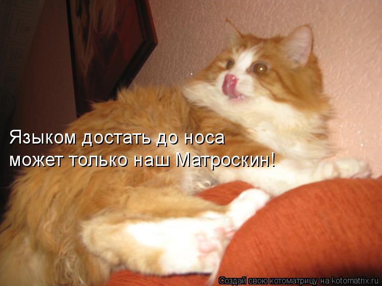 Котоматрица: Языком достать до носа может только наш Матроскин!