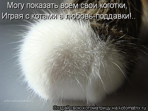 Котоматрица: Могу показать всем свои коготки, Играя с котами в любовь-поддавки!..