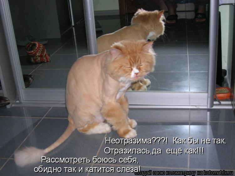 Котоматрица: Неотразима???!  Как бы не так. Отразилась,да  ещё как!!! Рассмотреть боюсь себя, обидно так и катится слеза!