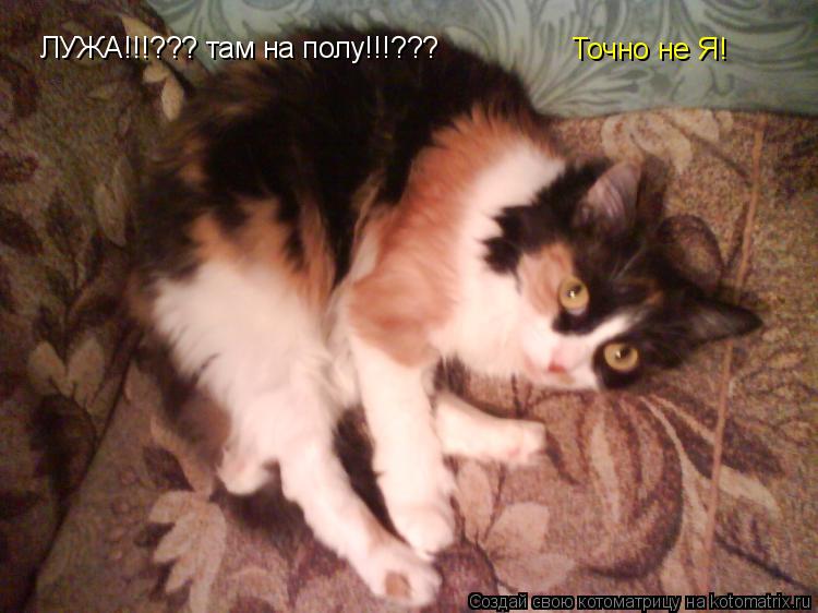Котоматрица: ЛУЖА!!!??? там на полу!!!??? Точно не Я!