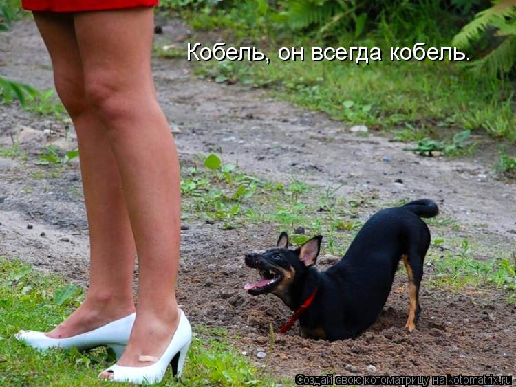 Котоматрица: Кобель, он всегда кобель.