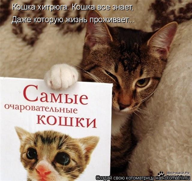 Котоматрица: Кошка хитрюга. Кошка все знает, Даже которую жизнь проживает...