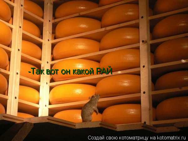 -Так вот он какой РАЙ... Котоматрица: -Так вот он какой РАЙ