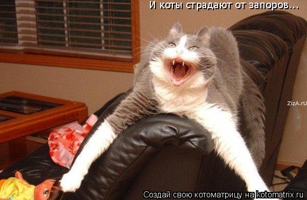 И коты страдают от запоров...... Котоматрица: И коты страдают от запоров...