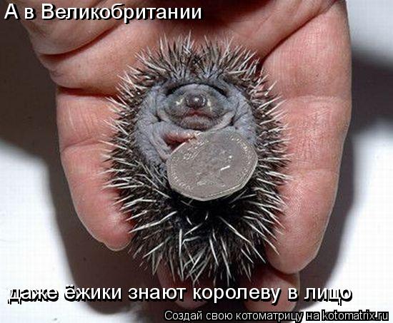 А в Великобритании А в Великобритании даже ёжики знают королеву в лицо даже ёжики знают королеву в ... Котоматрица: А в Великобритании А в Великобритании даже ёжики знают королеву в лицо даже ёжики знают королеву в лицо даже ёжики знают королеву в лицо