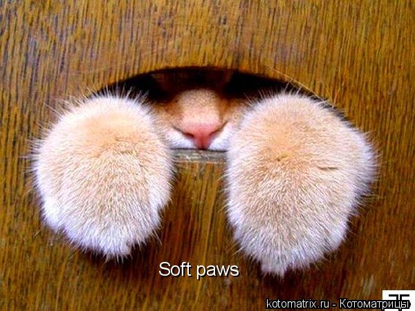 Soft paws... Котоматрица: Soft paws
