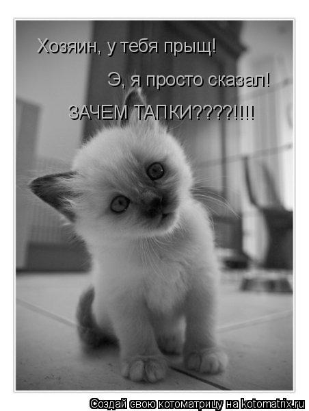 Хозяин, у тебя прыщ! Э, я просто сказал! ЗАЧЕМ ТАПКИ????!!!!... Котоматрица: Хозяин, у тебя прыщ! Э, я просто сказал! ЗАЧЕМ ТАПКИ????!!!!
