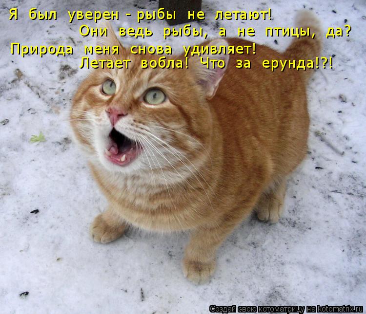 Я был уверен - рыбы не летают! Они ведь рыбы, а не птицы, да? Природа меня снова удивляе... Котоматрица: Я был уверен - рыбы не летают! Они ведь рыбы, а не птицы, да? Природа меня снова удивляет! Летает вобла! Что за ерунда!?!