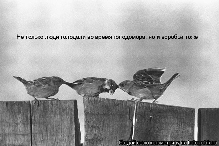 Не только люди голодали во время голодомора, но и воробьи тоже!... Котоматрица: Не только люди голодали во время голодомора, но и воробьи тоже!