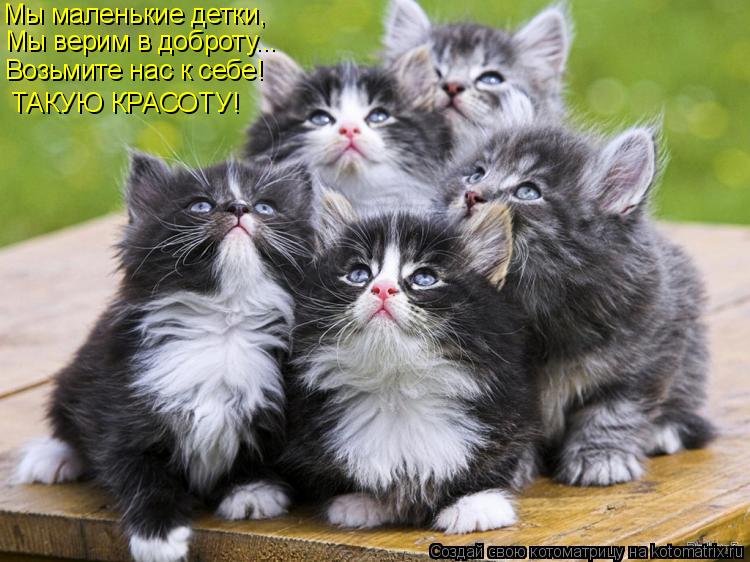 Мы маленькие детки, Мы верим в доброту... Возьмите нас к себе! ТАКУЮ КРАСОТУ!... Котоматрица: Мы маленькие детки, Мы верим в доброту... Возьмите нас к себе! ТАКУЮ КРАСОТУ!