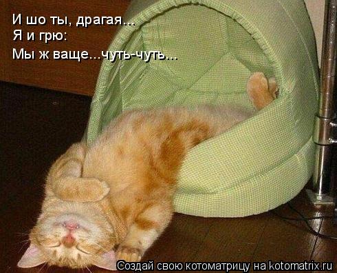 Котоматрица: И шо ты, драгая... Я и грю: Мы ж ваще...чуть-чуть...