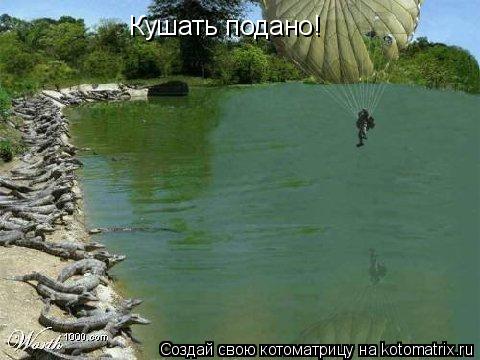 Котоматрица: Кушать подано!