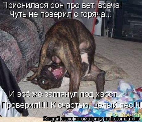 Котоматрица: Приснилася сон про вет. врача! Чуть не поверил с горяча... Проверил!!!! К счастью, целый пёс!!!! И всё же заглянул под хвост...