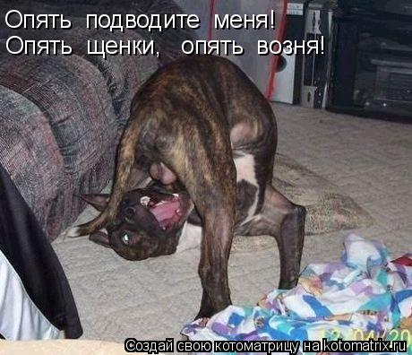 Котоматрица: Опять  подводите  меня! Опять  щенки,   опять  возня!