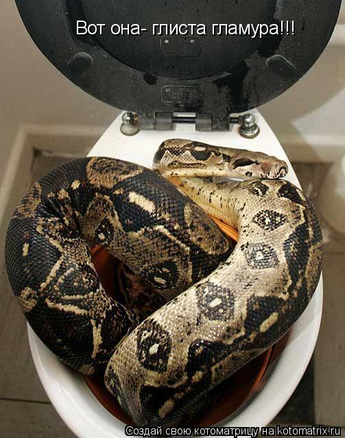 Котоматрица: Вот она- глиста гламура!!!