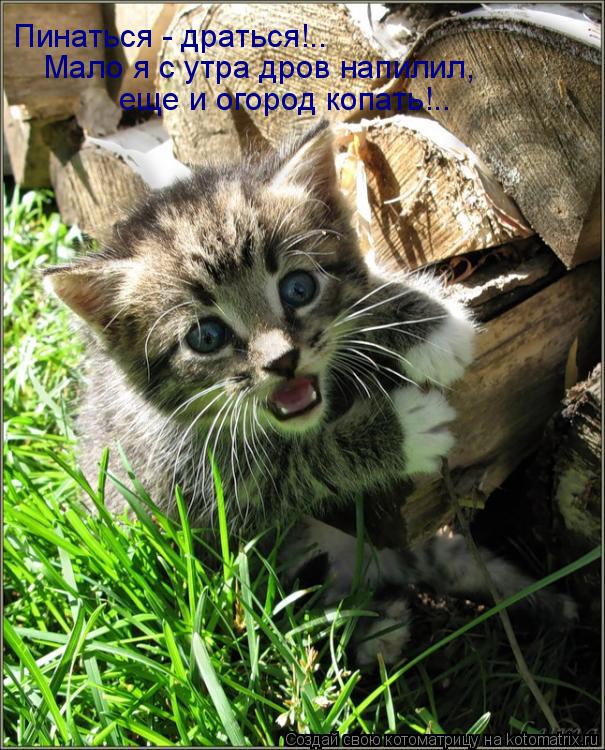 Котоматрица: Пинаться - драться!.. Мало я с утра дров напилил, еще и огород копать!..
