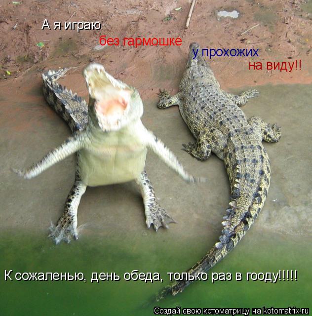 Котоматрица: А я играю без гармошке у прохожих на виду!! К сожаленью, день обеда, только раз в гооду!!!!!