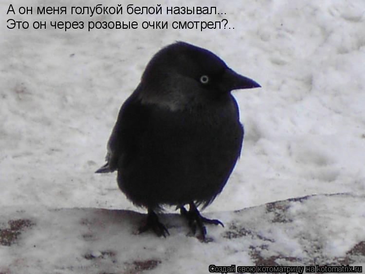 Котоматрица: А он меня голубкой белой называл... Это он через розовые очки смотрел?..