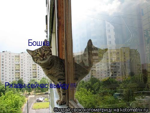 Котоматрица: Ржавы сейчас выйду Бошка !!!