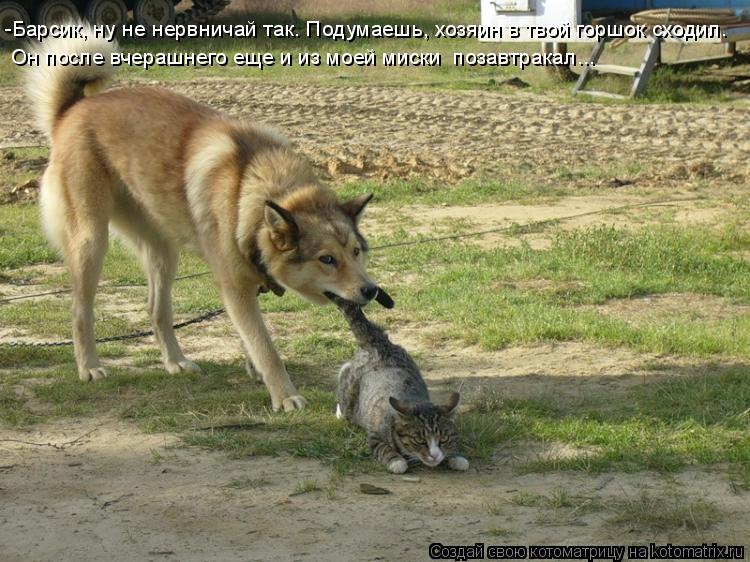 Котоматрица: -Барсик, ну не нервничай так. Подумаешь, хозяин в твой горшок сходил. Он после вчерашнего еще и из моей миски  позавтракал...