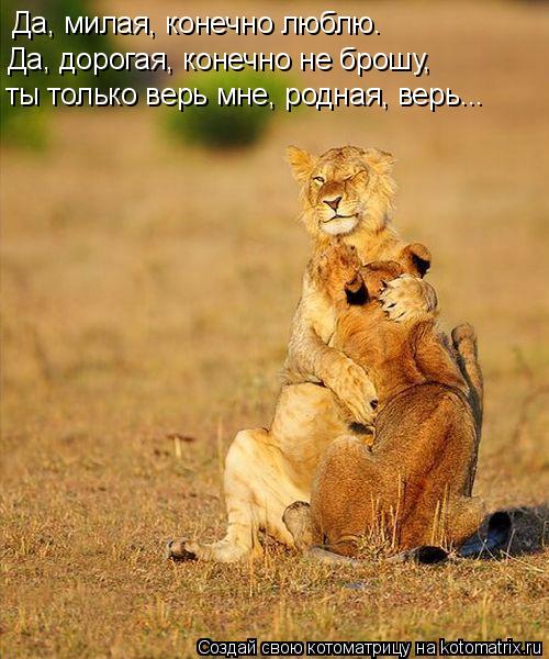 Котоматрица: Да, милая, конечно люблю. Да, дорогая, конечно не брошу, ты только верь мне, родная, верь...
