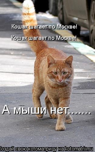 Котоматрица: Кошак шагает по Москве! Кошак шагает по Москве! А мыши нет.......
