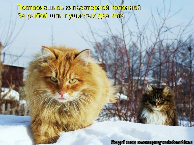 Котоматрица: Построившись кильватерной колонной За рыбой шли пушистых два кота