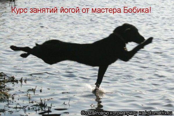 Котоматрица: Курс занятий йогой от мастера Бобика!