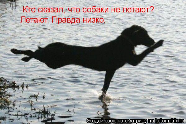 Котоматрица: Кто сказал, что собаки не летают? Летают. Правда низко.