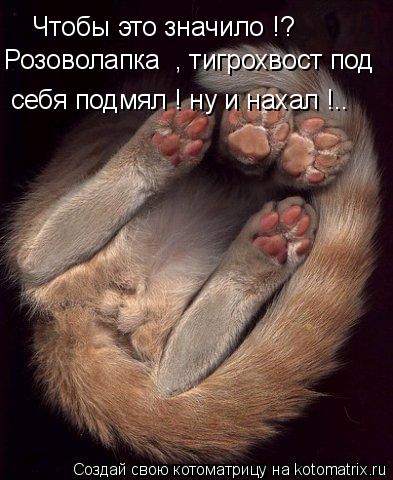 Котоматрица: Чтобы это значило !?  Розоволапка  , тигрохвост под себя подмял ! ну и нахал !..