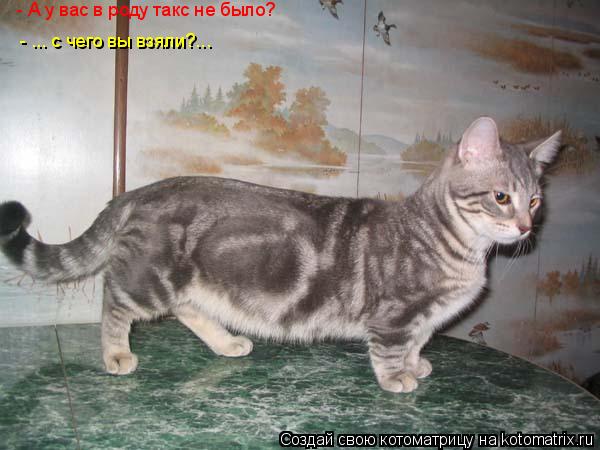 Котоматрица: - ... с чего вы взяли?... - А у вас в роду такс не было?