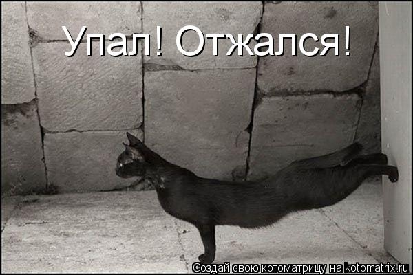 Котоматрица: Упал! Отжался!