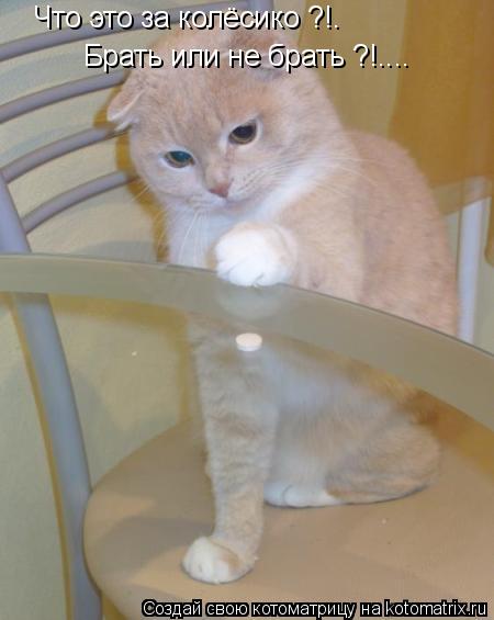 Котоматрица: Что это за колёсико ?!. Брать или не брать ?!....