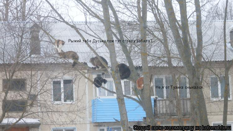 Котоматрица: Рыжий,тебе Дуська тож тут стрелу забила? Не,я от Тузика сныкался.