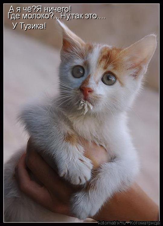 Котоматрица: А я чё?Я ничего! Где молоко?...Ну,так это.... У Тузика!