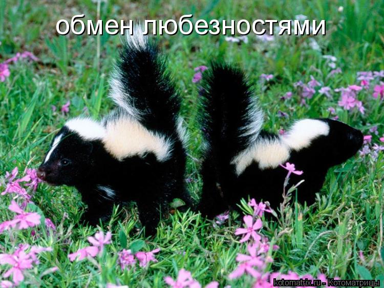 Котоматрица: обмен любезностями