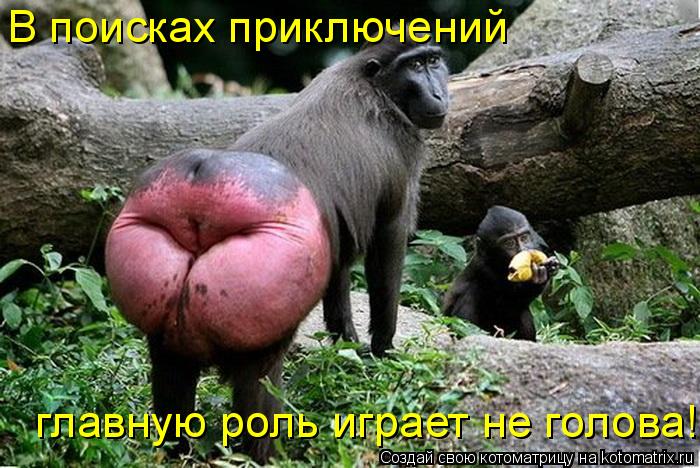 Котоматрица: главную роль играет не голова! В поисках приключений