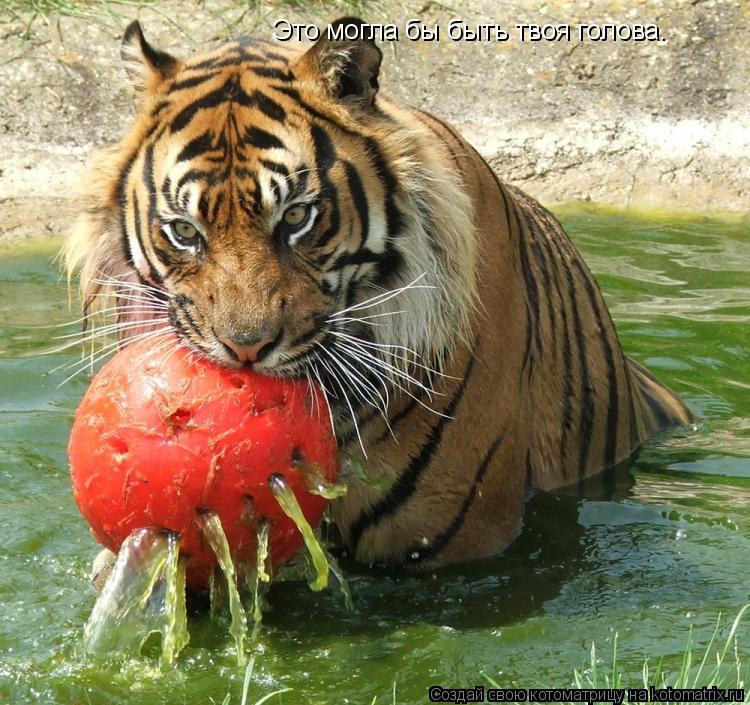 Котоматрица: Это могла бы быть твоя голова.