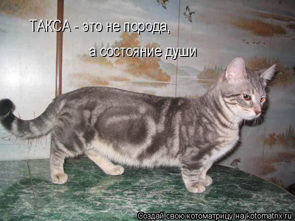 Котоматрица: ТАКСА - это не порода,  а состояние души
