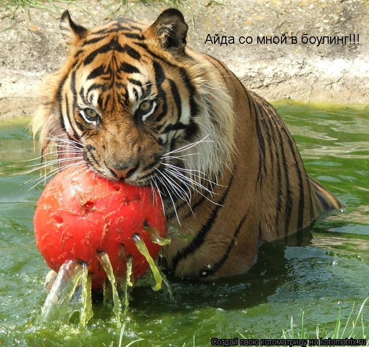 Котоматрица: Айда со мной в боулинг!!!