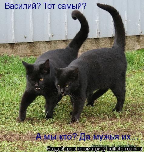 Котоматрица: Василий? Тот самый? А мы кто? Да мужья их...