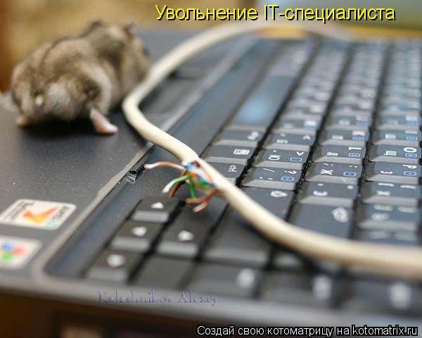 Котоматрица: Увольнение IT-специалиста